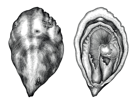 Antique engraving illustration of Oyster black and white clip art isolated on white backgroundのイラスト素材