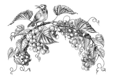 Antique engraving illustration of grapes twig with little bird black and white clip art isolated on white backgroundの写真素材