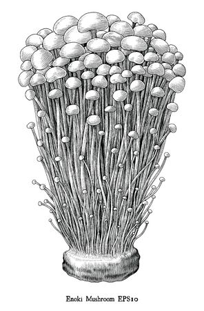 Antique engraving illustration of Enoki Mushroom hand draw black and white clip art isolated on white backgroundのイラスト素材
