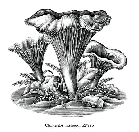 Antique engraving illustration of Chanterelle Mushroom hand draw black and white clip art isolated on white backgroundのイラスト素材