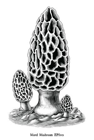 Antique engraving illustration of Morel Mushroom hand draw black and white clip art isolated on...
