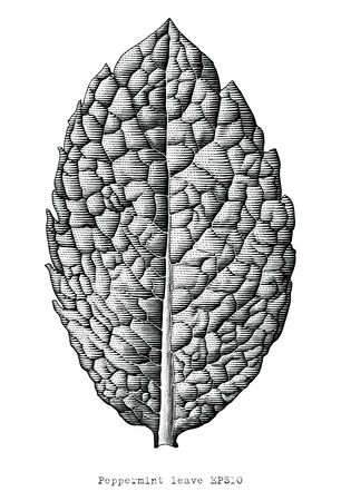Antique engraving illustration of Peppermint leave hand draw black and white clip art isolated on white backgroundのイラスト素材