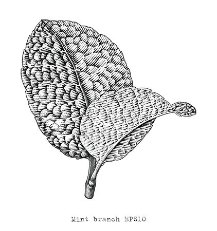 Antique engraving illustration of Mint branch hand draw black and white vector clip art isolated on white backgroundのイラスト素材