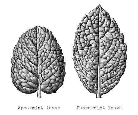 Antique engraving illustration of Mint leaves hand draw black and white clip art isolated on white backgroundのイラスト素材