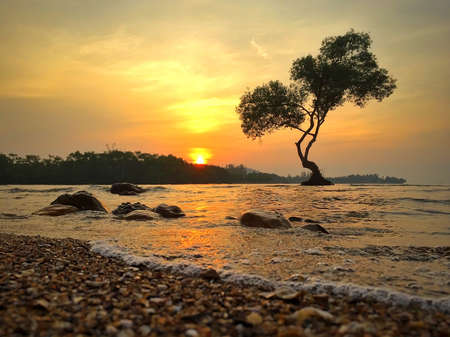 Morning and one tree
