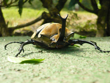 beetle