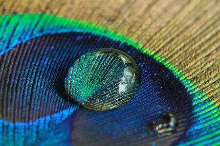 peacock feathersの写真素材