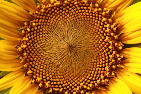Sunflower macro background. Sunflower blooming in the garden.の写真素材