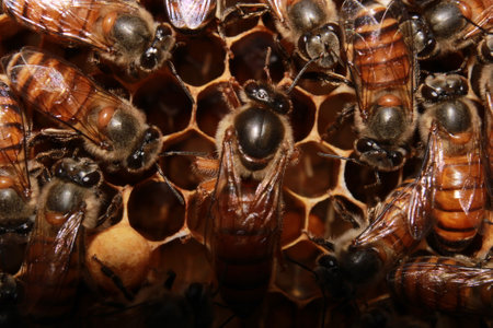 Close up view of the Bees Work Near The Queen Bee, Bees And Queenbee on Honeycomb, Apis Cerana...