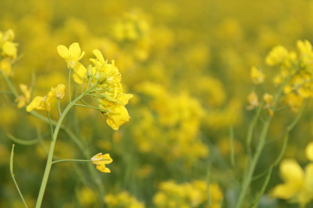 Rape blossoms in the field. Selective focus. Nature.の写真素材