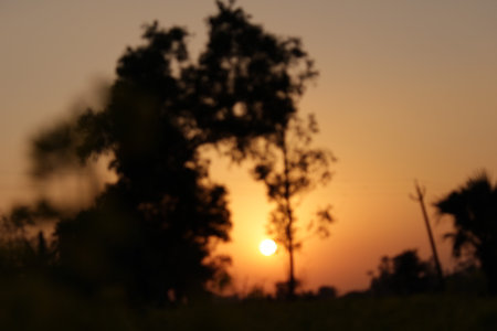 silhouette of tree and sunset on the field, blurred backgroundの写真素材