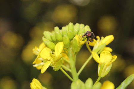 A closeup shot of a fly on a yellow flower with blurred background