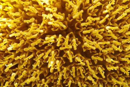 Macro shot of a yellow sunflower, extreme close-upの写真素材