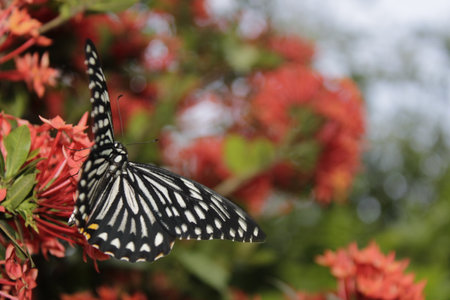 butterfly on a flower in a garden in  Odisha, Indiaの写真素材