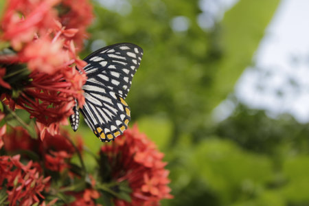 Butterfly on a red flower in a botanical garden.