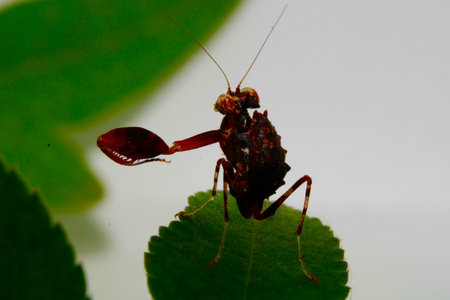 Praying mantis on the leaf in the garden. Macro