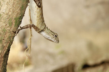 Image of lizard on nature background. Reptile, Animal, Insectの写真素材