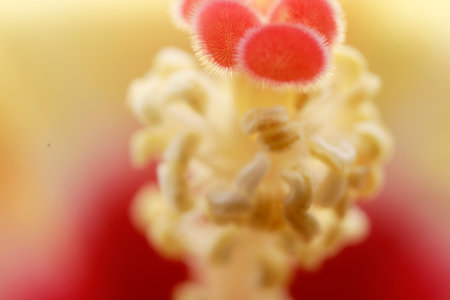 Hibiscus flower pollen macro close up background high quality big size printの写真素材
