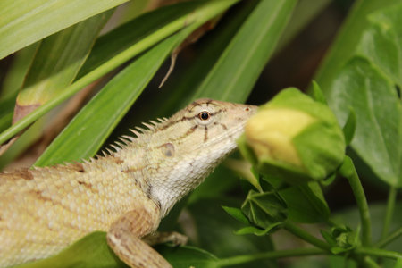 Indian Chameleon or Garden lizard on nature background. Animal Wildlife