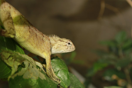 Chameleon on the tree in the forest, closeup of photo, Odisha, India.