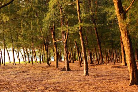 pine tree neer the sea thailandの写真素材