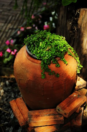 small tree in potの写真素材