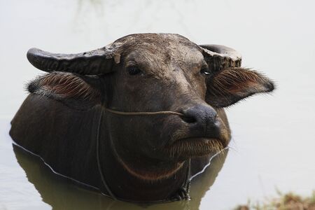 Buffalo Ayuttaya Thailandの写真素材