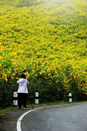 Flowers fieldの写真素材