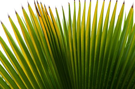 Palm leafの写真素材