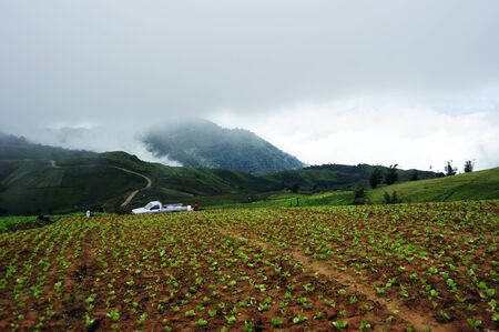 cabbage farmの写真素材