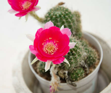 Cactus flowerの写真素材