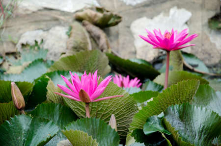 pink lotus flower blooming