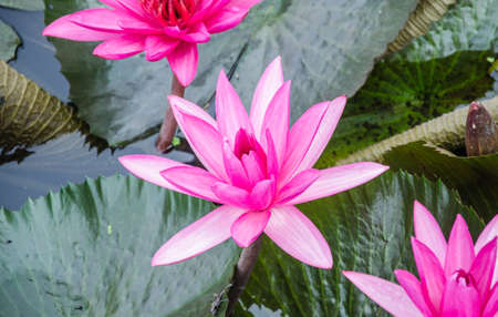 pink lotus flower blooming