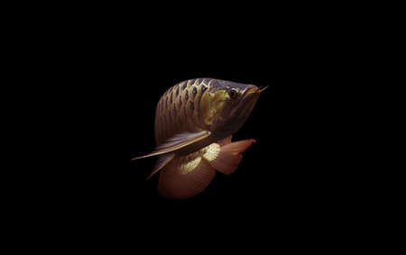 SuperRed Arowana on black background 