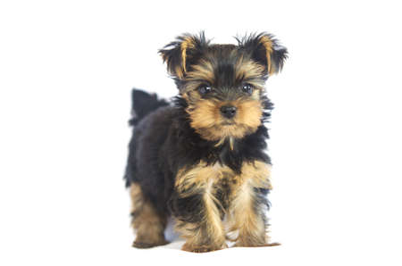 Yorkshire Terrier  2 months 