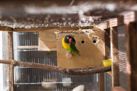 lovebirds birds on a branchの写真素材