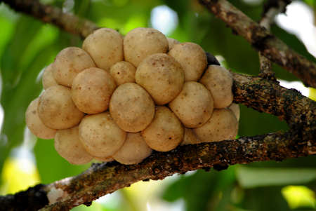 Thai fruitの写真素材