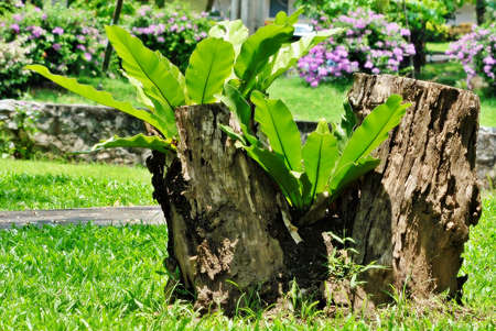 Stump and Fernの写真素材