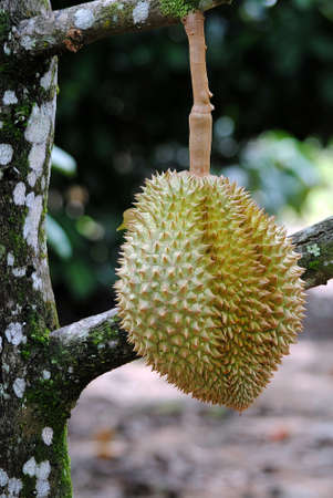 Thai fruit durianの写真素材