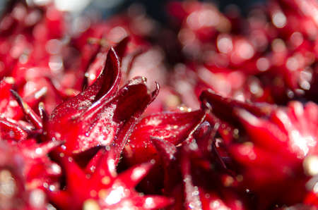 Jamaican sorelの写真素材