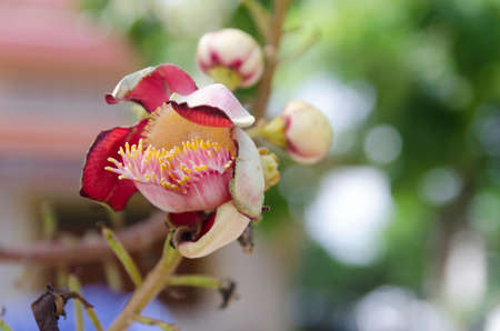 Sal flowersの写真素材