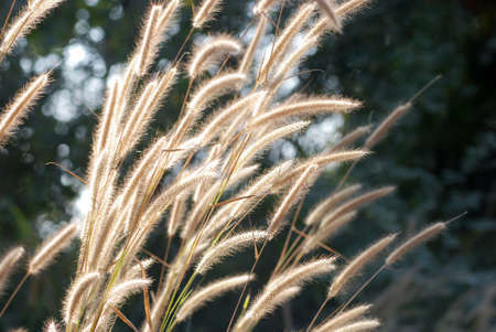 Pennisetum