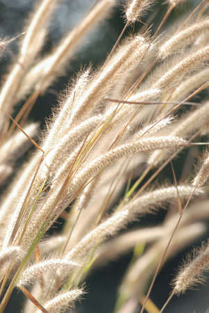 The Feather Pennisetumの写真素材