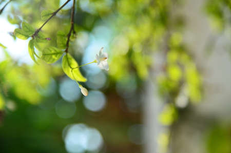 Jasmine leafの写真素材