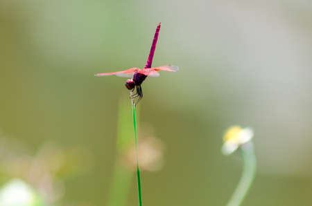 Dragonfly