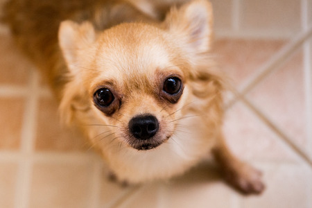 chihuahua dogの写真素材