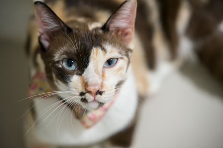 Cute Catの写真素材