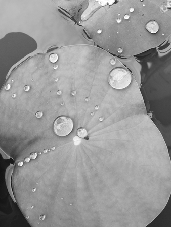 Water droplets on Lotus leaf. Black and Whiteの写真素材