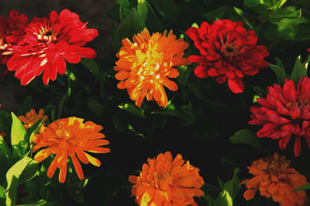 flowersの写真素材