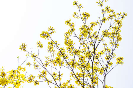 Yellow Flower 01の写真素材